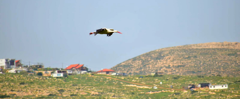 Stork migrating from Africa to Europe via Israel