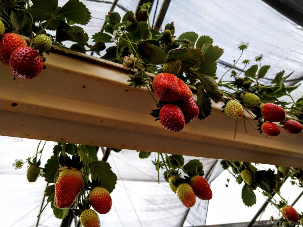 Hydroponics and Hanging Strawberries